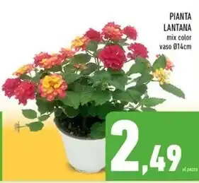 Conad Superstore Pianta lantana offerta