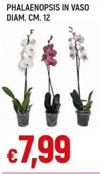 Galassia PHALAENOPSIS IN VASO DIAM. CM. 12 offerta