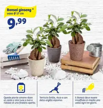 Bonsai ginseng vaso Ø 17 cm