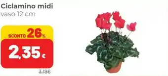 Coop Ciclamino Midi Vaso 12 Cm offerta
