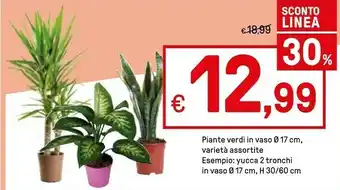 Iper La Grande Piante Yucca 2 Tronchi In Vaso offerta