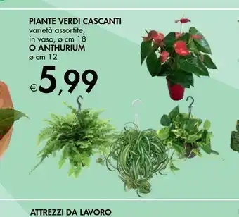 Bennet Piante Verdi Cascanti offerta