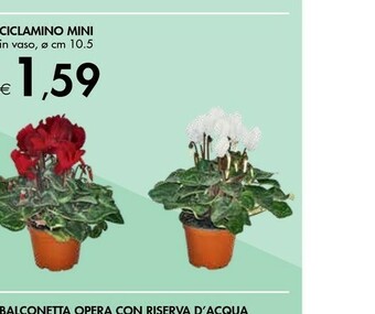 Bennet Ciclamino Mini offerta