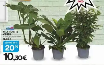 Ipercoop MIX PIANTE VERDI in vaso, diametro cm 17 offerta