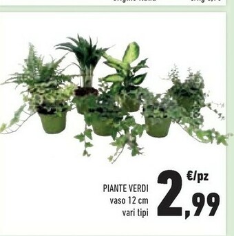 Conad Piante Verdi offerta
