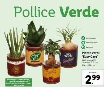 Lidl Piante verdi "Easy Care" Vaso vintage in ceramica Ø 6 cm Altezza 14 cm offerta