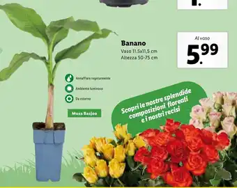 Lidl Banano Vaso 11,5x11,5 cm Altezza 50-75 cm offerta