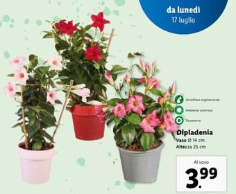 Lidl Dipladenia offerta