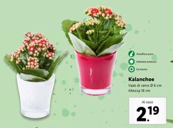 Lidl Kalanchoe offerta