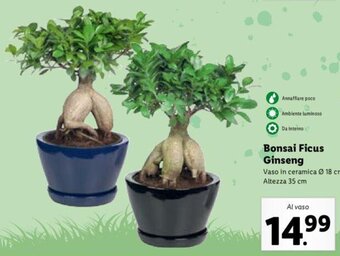 Lidl Bonsai Ficus Ginseng offerta