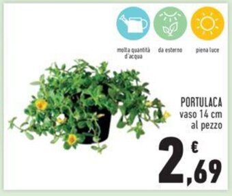Conad PORTULACA vaso 14 cm al pezzo offerta