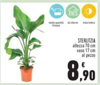 Conad STERLITZIA altezza 70 cm vaso 17 cm al pezzo offerta