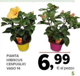 Todis PIANTA HIBISCUS CESPUGLIO VASO 14 offerta