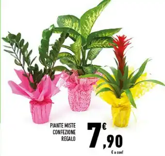 Conad Superstore Piante Miste Confezione offerta