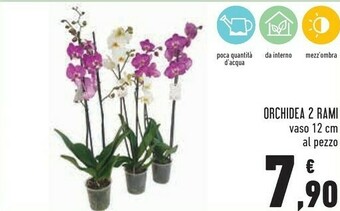 Conad Orchidea 2 Rami offerta