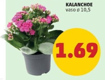 PENNY KALANCHOE vaso o 10,5 offerta