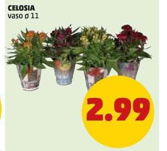 PENNY CELOSIA vaso ø 11 offerta