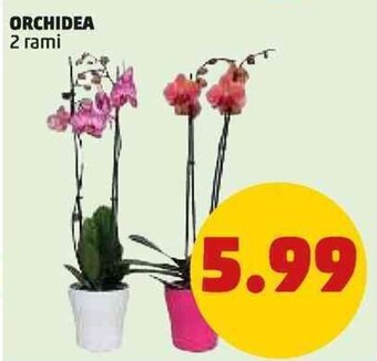PENNY ORCHIDEA 2 rami offerta