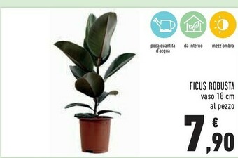 Conad Ficus Robusta offerta