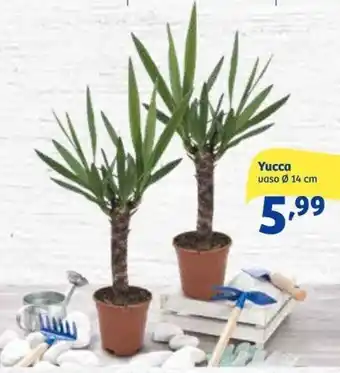 In'S Mercato Yucca vaso Ø 14 cm offerta