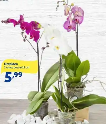 Orchidea 1 ramo, vaso Ø 12 cm