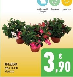 Dipladenia