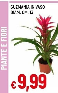 Famila Guzmania in vaso diam . cm . 13 offerta
