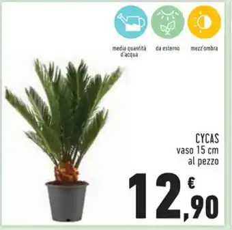 Conad CYCAS vaso 15 cm al pezzo offerta