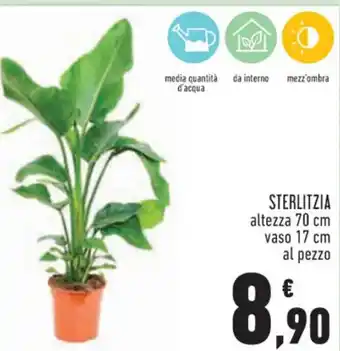 Conad STERLITZIA altezza 70 cm vaso 17 cm al pezzo offerta