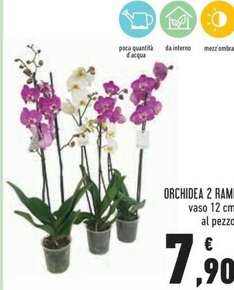 Orchidea
