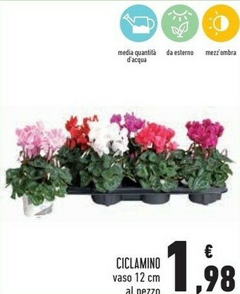 Ciclamino
