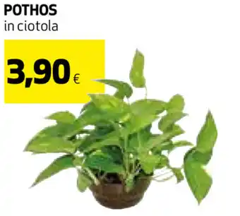 Pothos