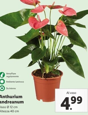 Lidl Anthurium andreanum offerta
