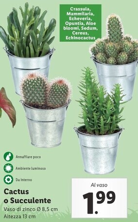 Lidl Cactus o succulente offerta