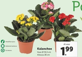Lidl Kalanchoe offerta