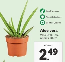 Lidl Aloe vera offerta