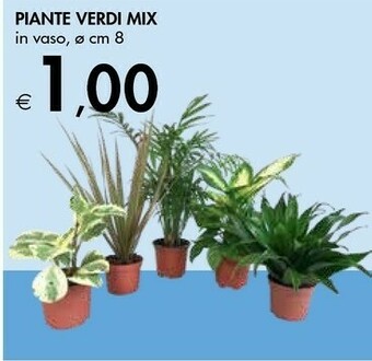 Piante Verdi Mix