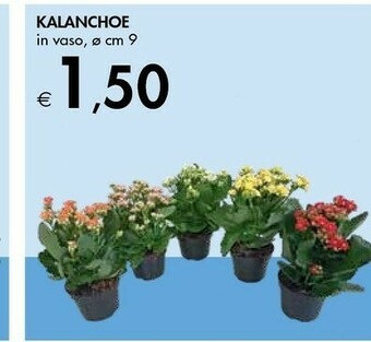 Bennet Kalanchoe offerta