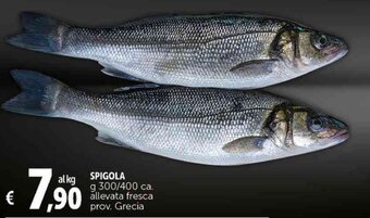 Deco Supermercati SPIGOLA g 300/400 offerta
