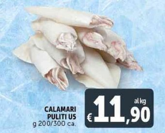 CALAMARI PULITI U5 g 200/300 ca.