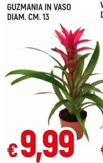Famila Superstore GUZMANIA IN VASO DIAM. CM. 13 offerta