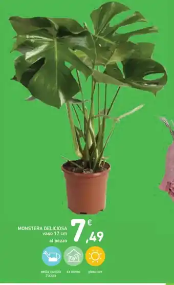 Spazio Conad MONSTERA DELICIOSA vaso 17 cm offerta