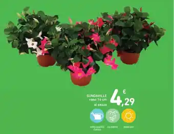 Spazio Conad SUNDAVILLE vaso 14 cm offerta
