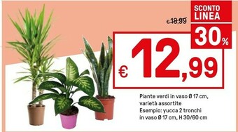 Iper La Grande Piante Verdi In Vaso 17 Cm offerta