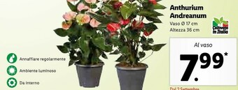 Lidl Anthurium Andreanum offerta