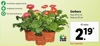 Lidl Gerbera offerta