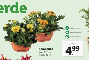 Lidl Kalanchoe offerta