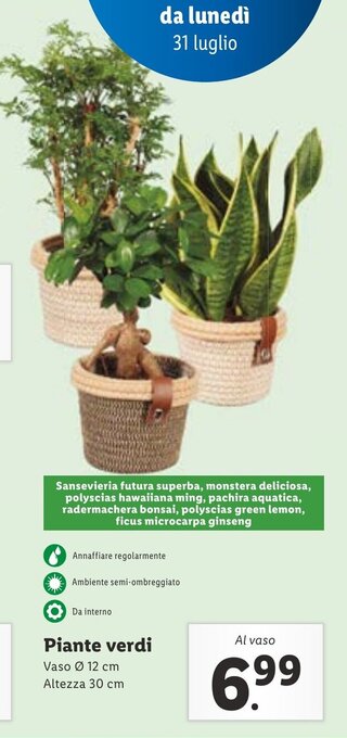 Lidl Piante verdi offerta