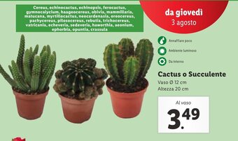 Lidl Cactus o Succulente offerta