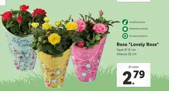 Lidl Rose "Lovely Rose" offerta